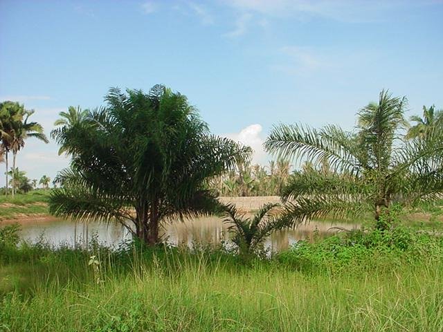 Terreno - Venda - Imperatriz - Imperatriz - MA